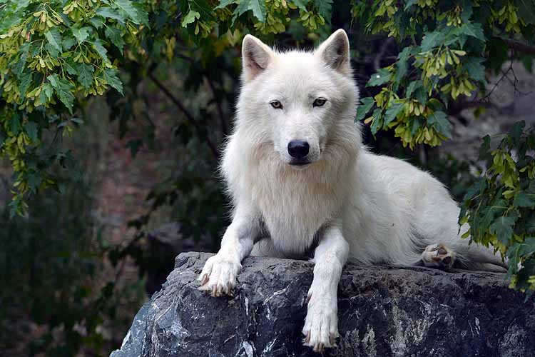 wolf